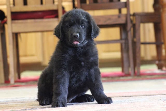 Newfoundland Puppies media 7