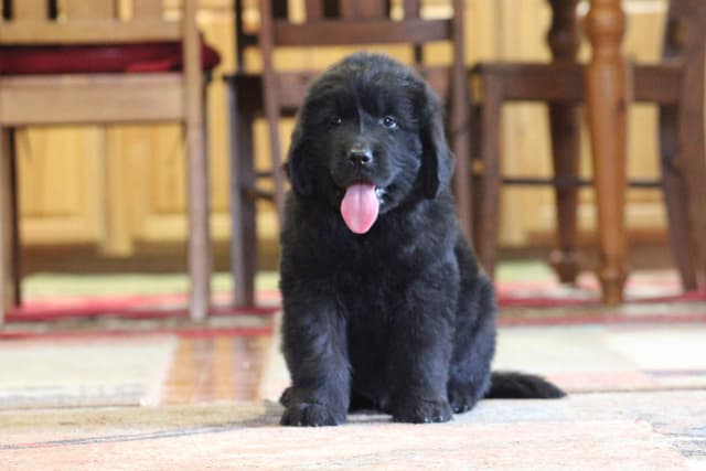Newfoundland Puppies media 8