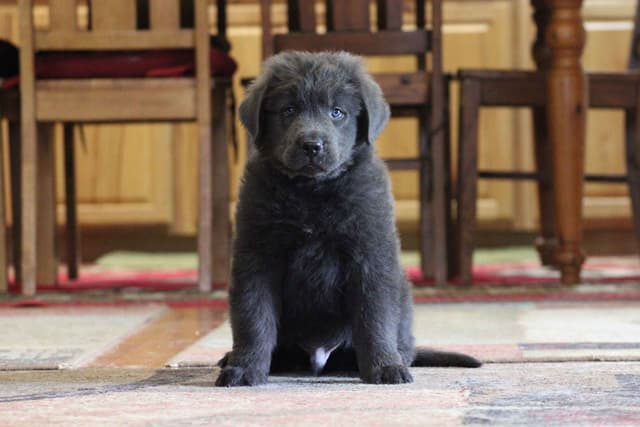 Newfoundland Puppies media 4