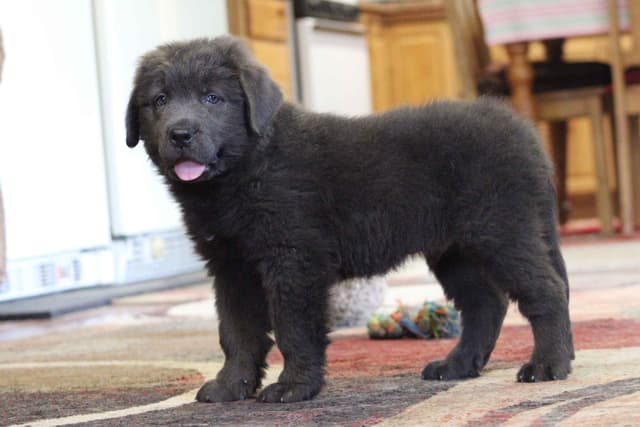 Newfoundland Puppies media 5