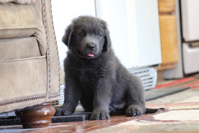 Newfoundland Puppies media 9