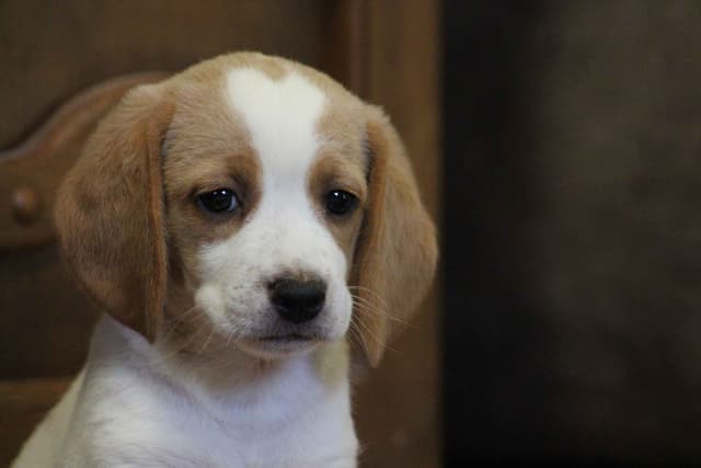 Beagle Puppies media 2