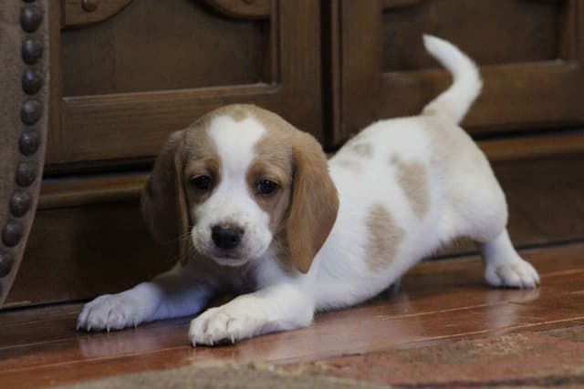 Beagle Puppies media 3