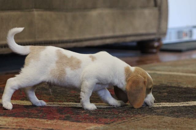 Beagle Puppies media 4