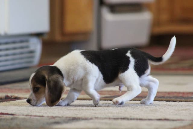 Beagle Puppies media 6