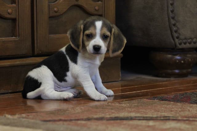 Beagle Puppies media 5