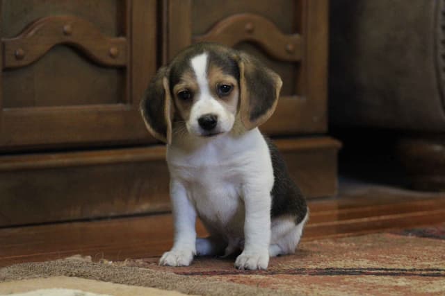 Beagle Puppies media 7
