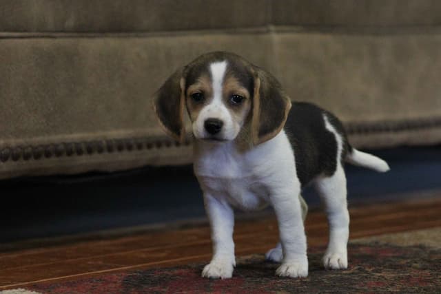Beagle Puppies media 8