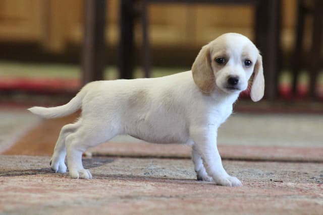 Beagle Puppies media 10
