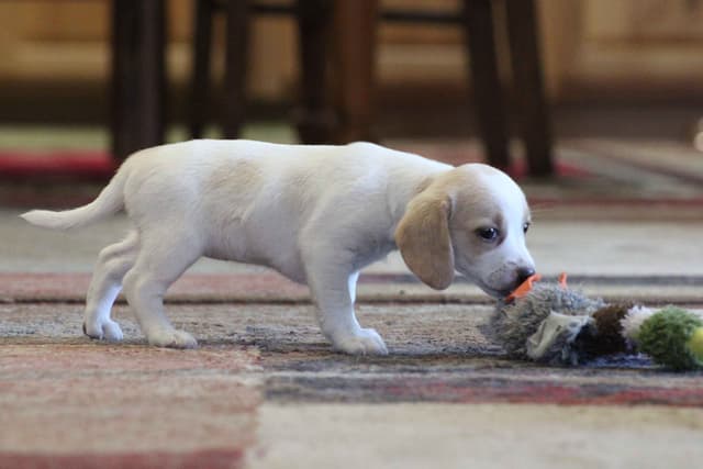 Beagle Puppies media 11