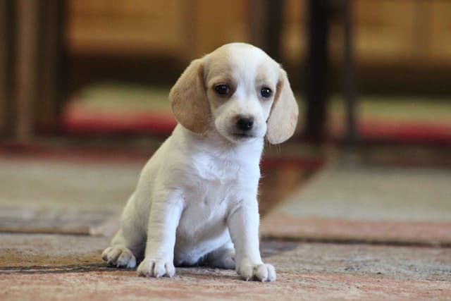 Beagle Puppies media 9
