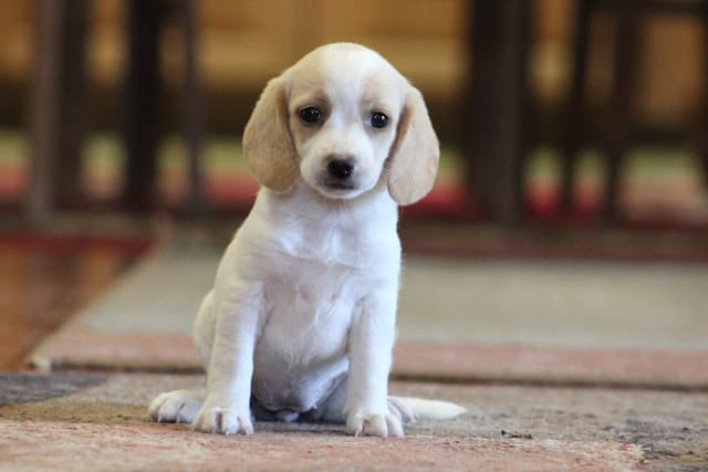 Beagle Puppies media 12