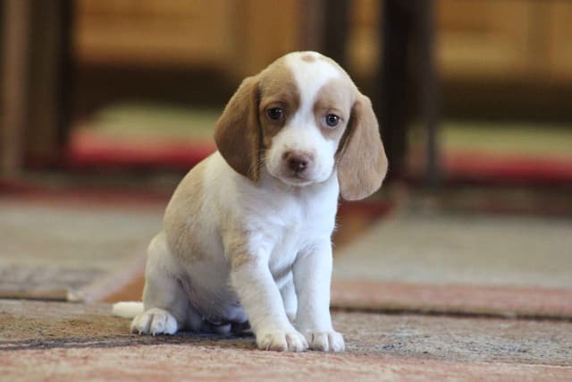 Beagle Puppies media 14
