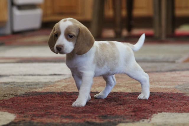 Beagle Puppies media 15