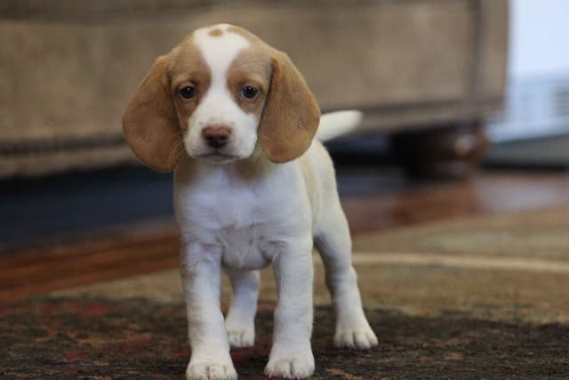 Beagle Puppies media 13