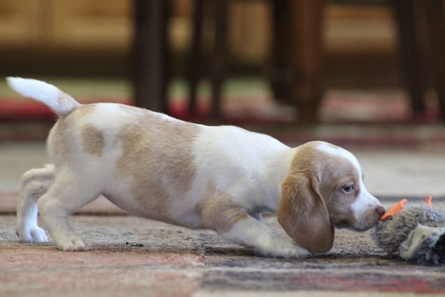 Beagle Puppies media 16