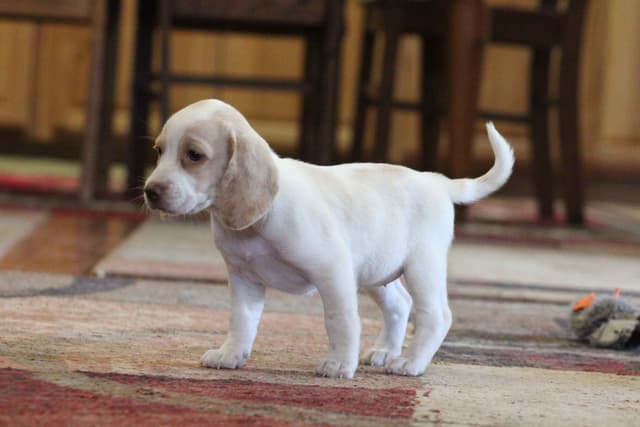 Beagle Puppies media 17