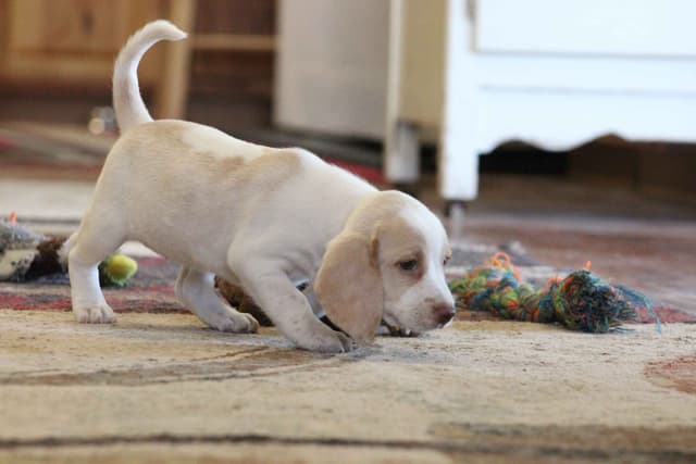 Beagle Puppies media 18