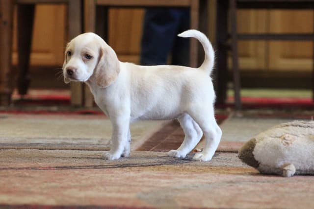 Beagle Puppies media 20