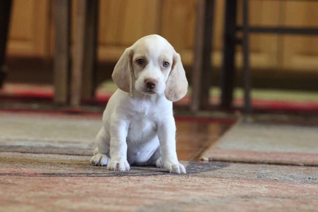 Beagle Puppies media 19