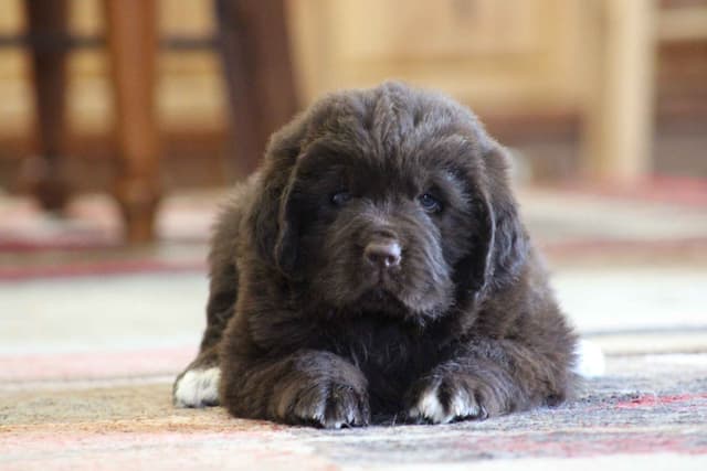 Newfoundland Puppies media 2