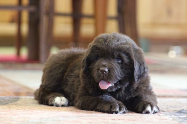 Newfoundland Puppies media 4