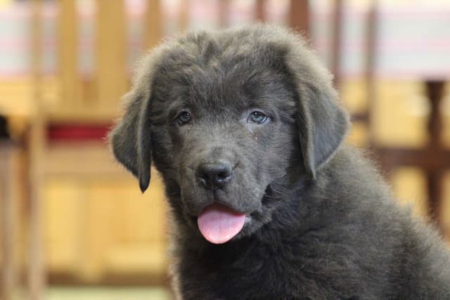 Newfoundland Puppies media 2