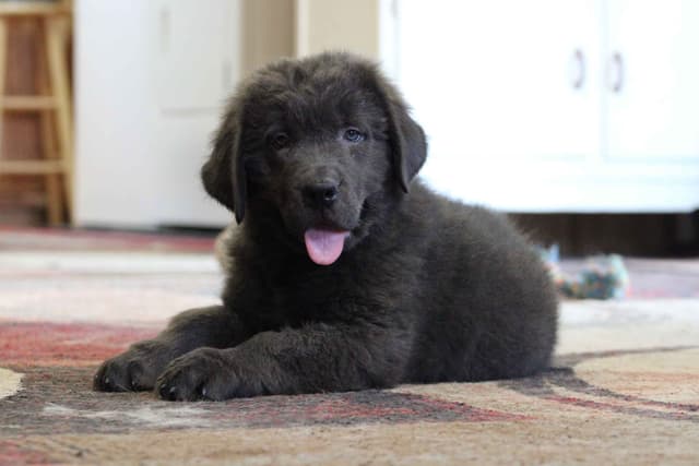 Newfoundland Puppies media 3