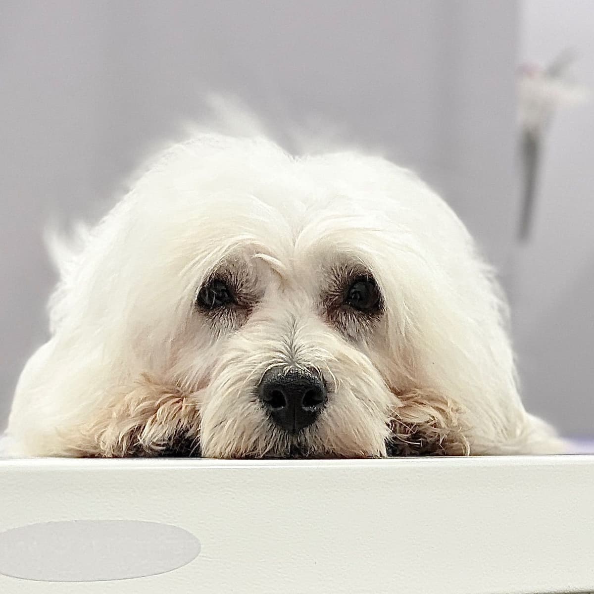 Coton de Tulear Puppy breeder image 3