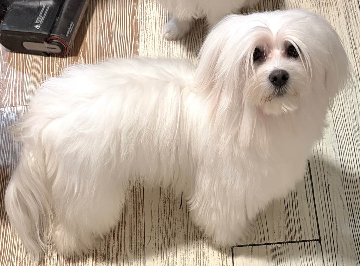 Coton de Tulear Puppy breeder image 4