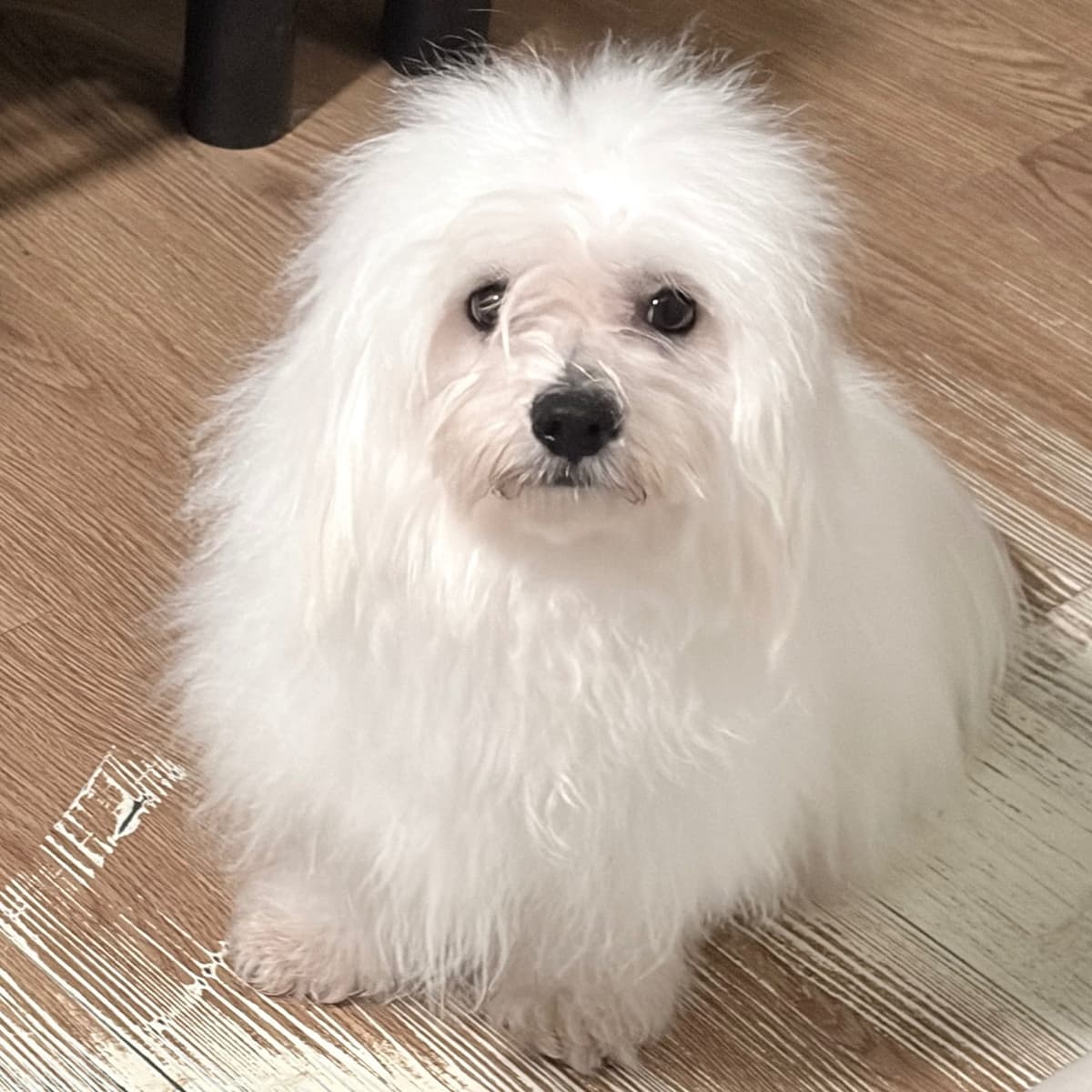 Coton de Tulear Puppy breeder image 5