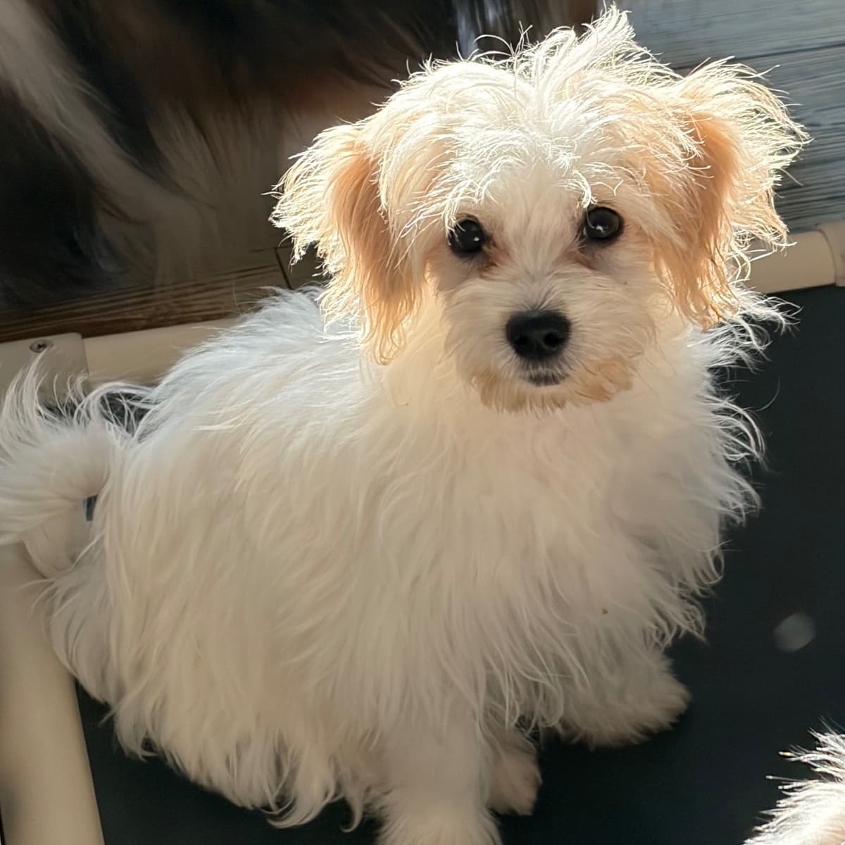 Coton de Tulear Puppy breeder image 6