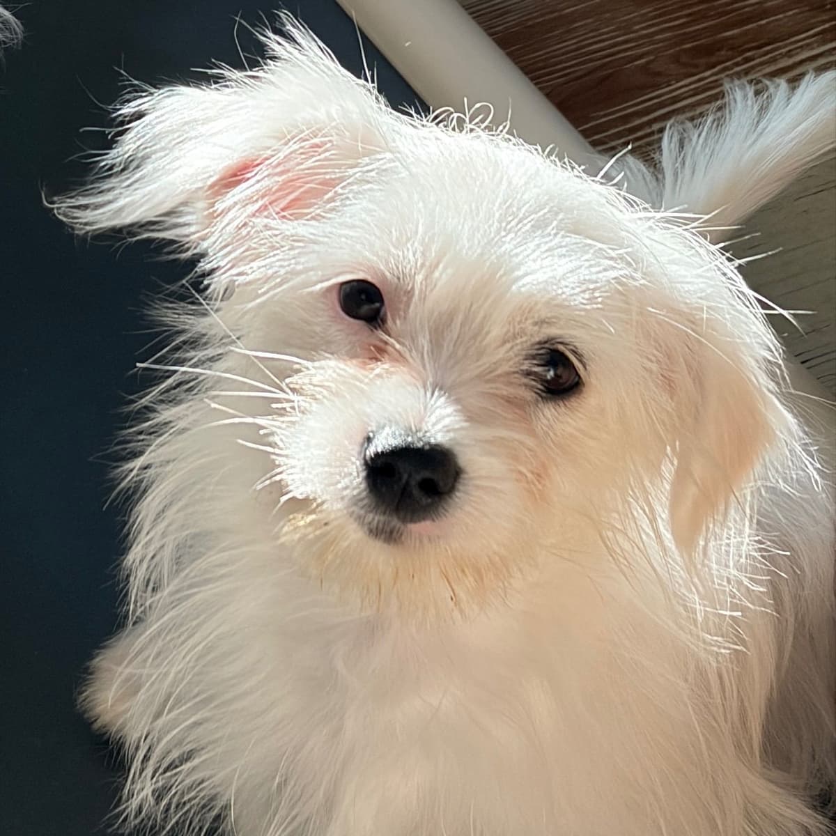 Coton de Tulear Puppy breeder image 7