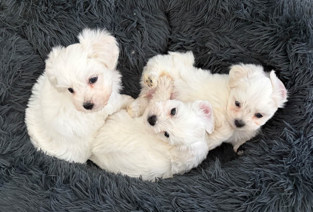 Coton de Tulear Puppy breeder image 8