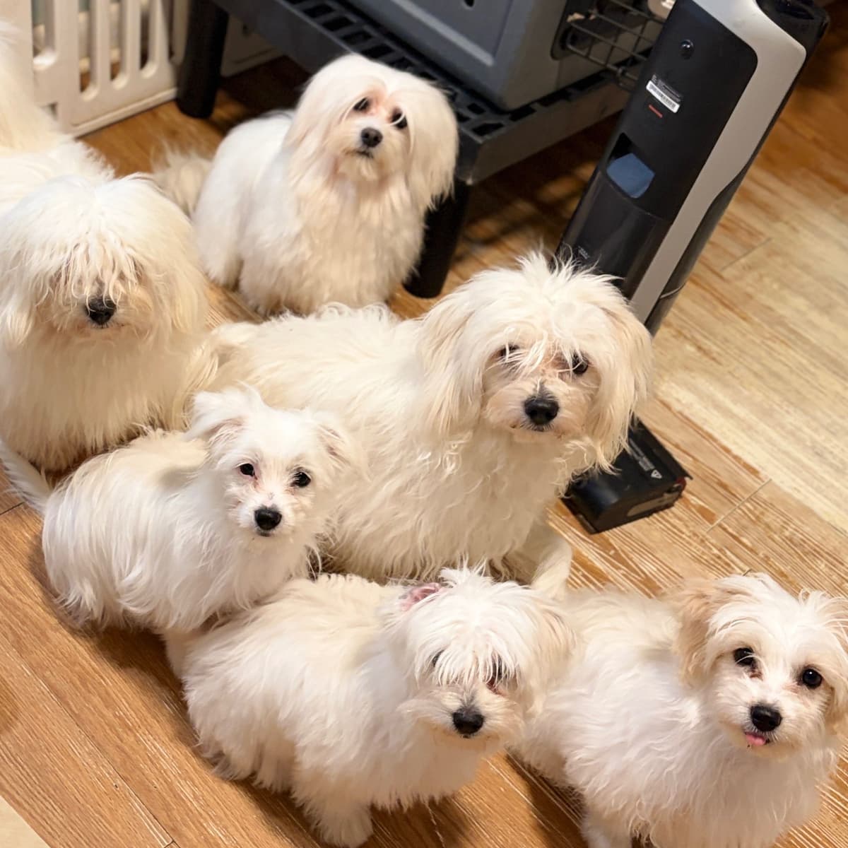 Coton de Tulear Puppy breeder image 9