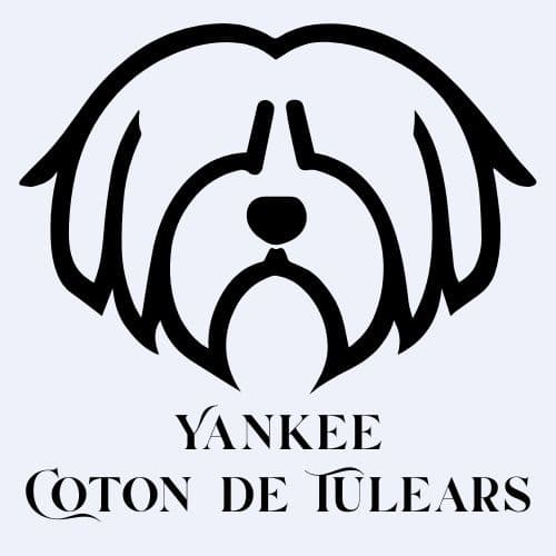 Coton de Tulear Puppy breeder image 1