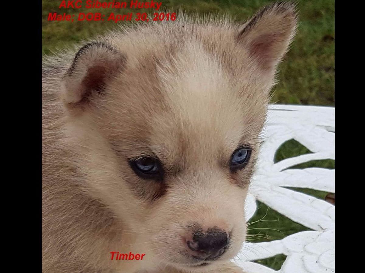 Shiba Inu Puppies breeder image 5