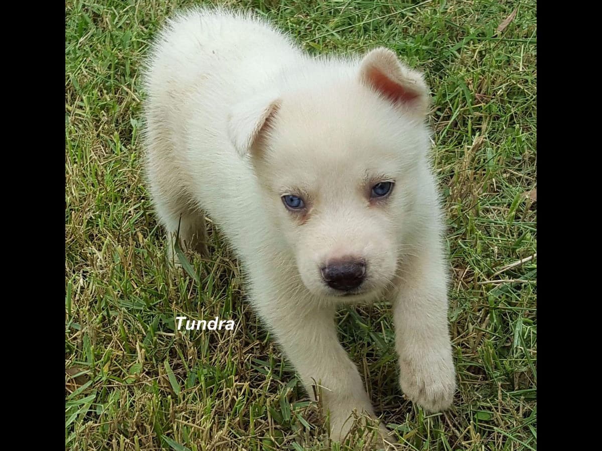 Shiba Inu Puppies breeder image 6