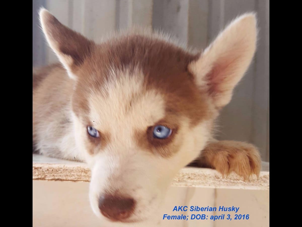 Shiba Inu Puppies breeder image 10