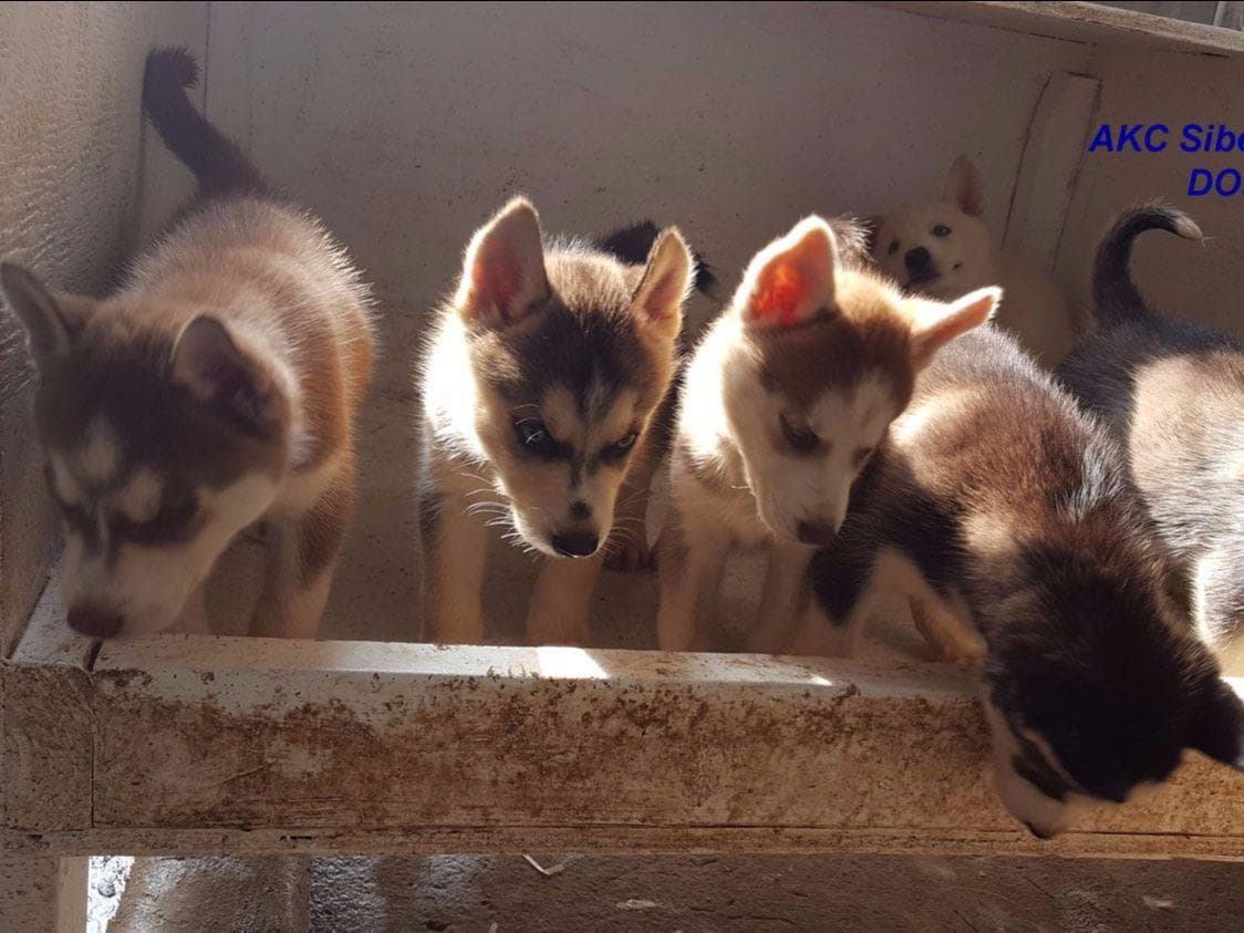 Shiba Inu Puppies breeder image 11