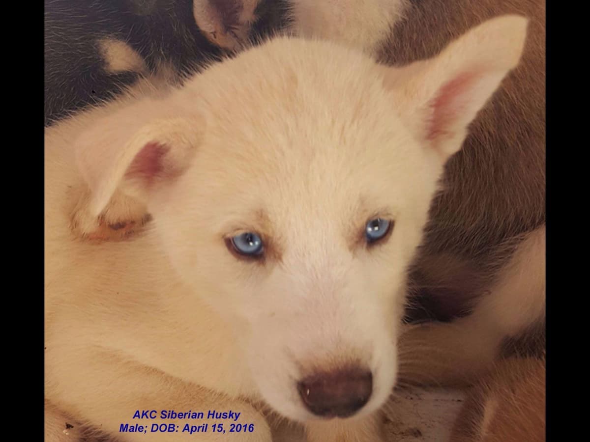 Shiba Inu Puppies breeder image 12