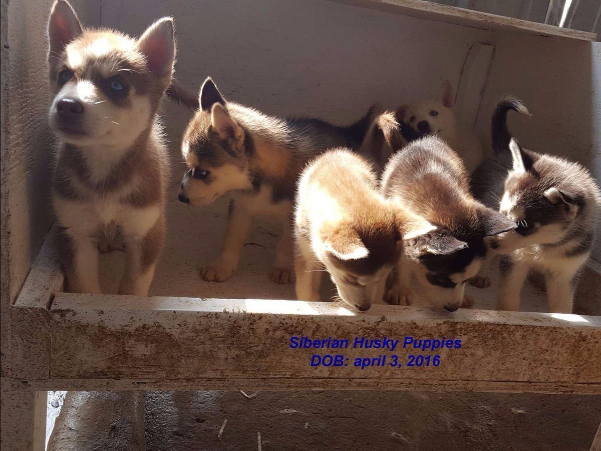 Shiba Inu Puppies breeder image 13