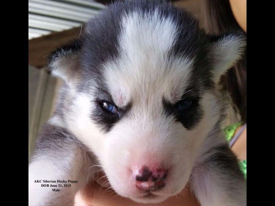 Shiba Inu Puppies breeder image 15