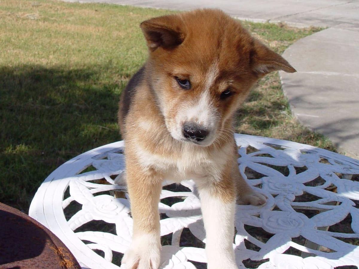 Shiba Inu Puppies breeder image 4