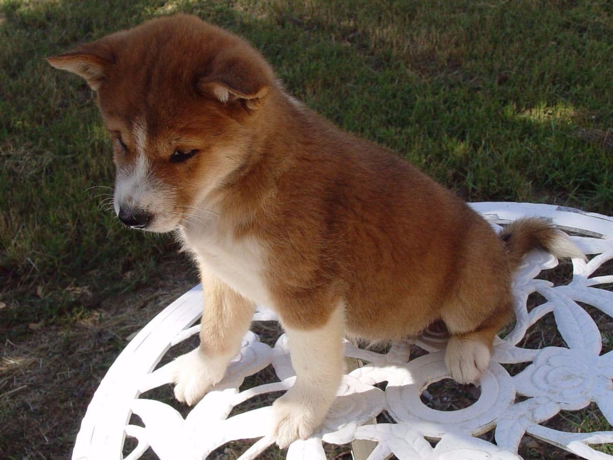 Shiba Inu Puppies breeder image 3