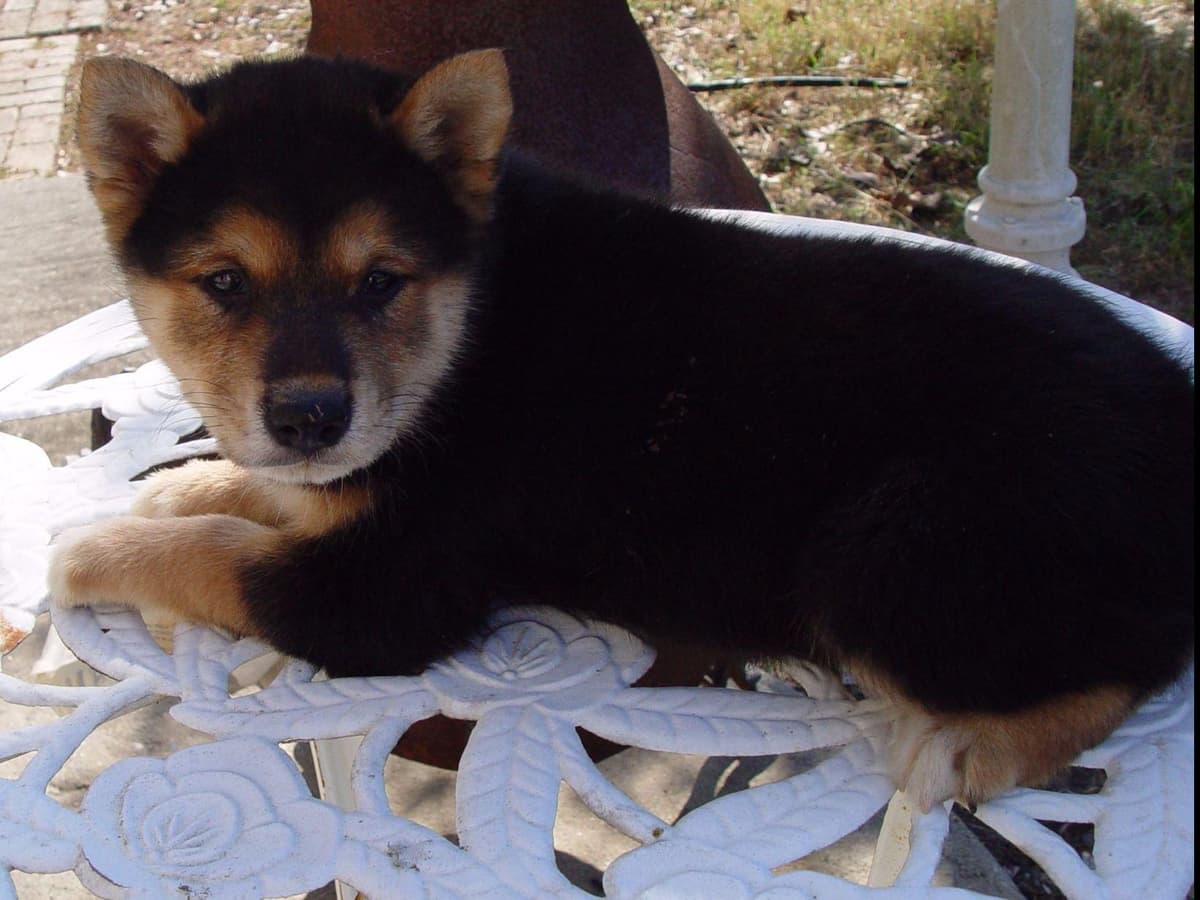 Shiba Inu Puppies breeder image 2