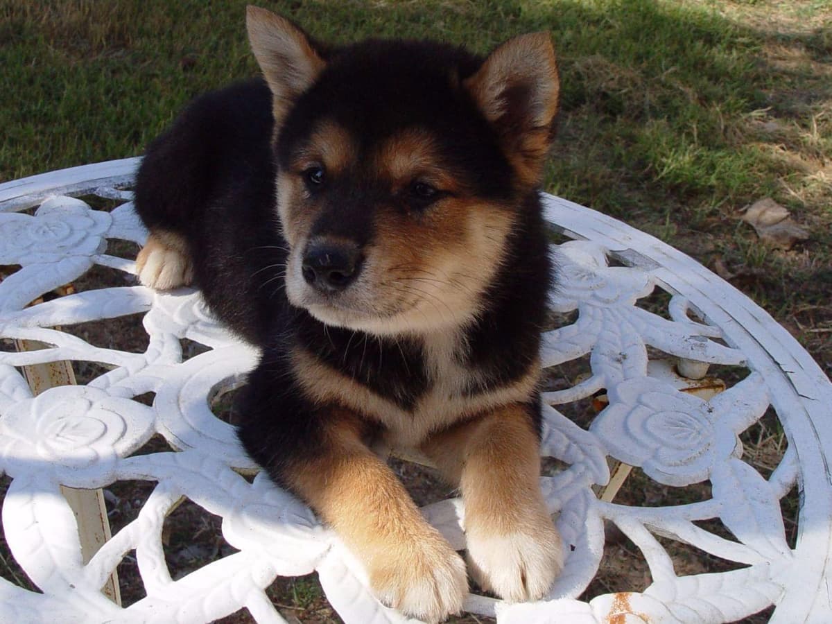 Shiba Inu Puppies breeder image 1