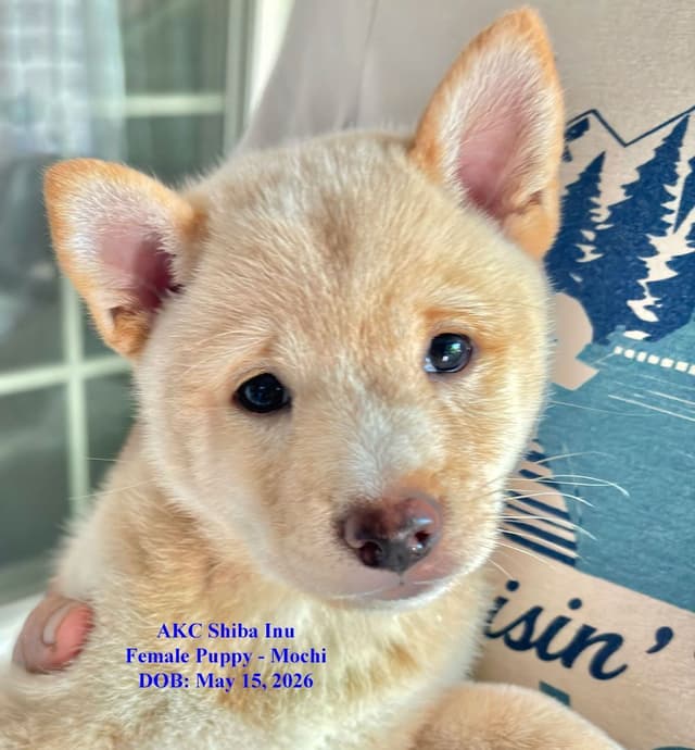 Shiba Inu Puppies media 2