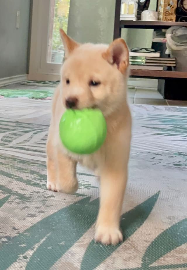 Shiba Inu Puppies media 3