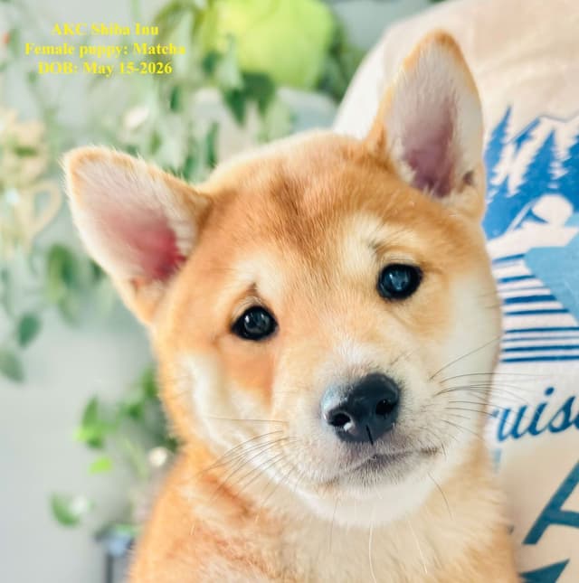 Shiba Inu Puppies media 4